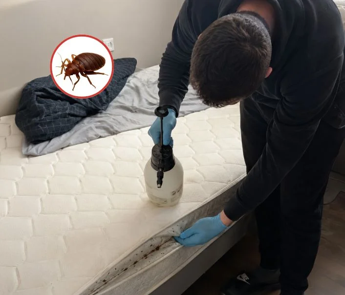 Technicien traitant un matelas contre les punaises de lit à Ury